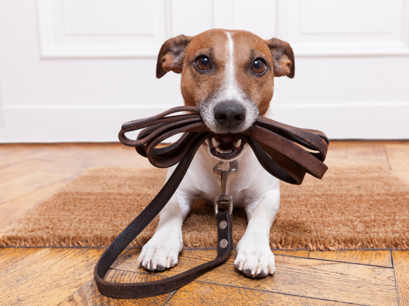 picture of a pup with a leash in their mouth
