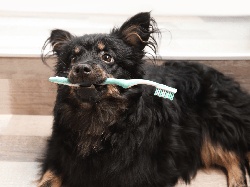 Long-haired dog with toothbrush in mouth