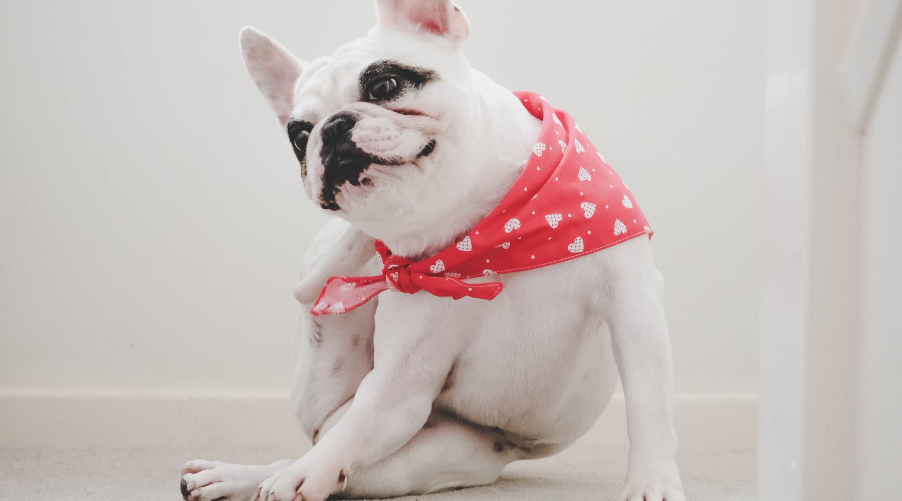 French bulldog itchy deals ears