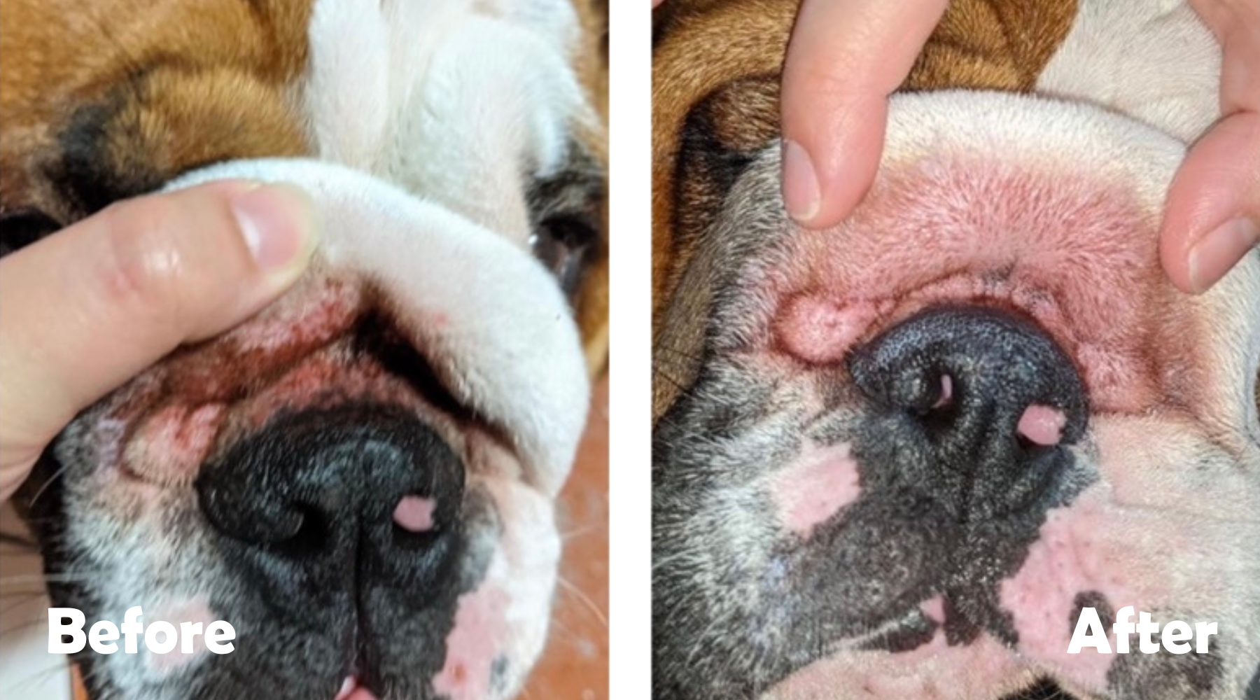 How To Fix Dog Skin Fold Dermatitis Squishface how-to-fix-dog-skin-fold-dermatitis-squishface