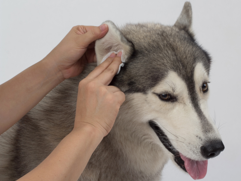 Can You Use Baby Wipes on Your Dog Squishface