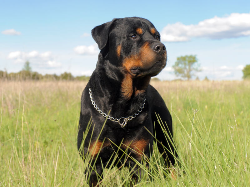 Rottweiler Grooming Guide Squishface