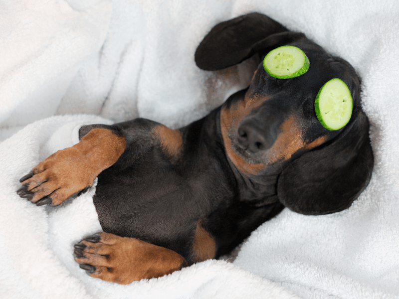 Dachshunds dog with cucumbers over eyes