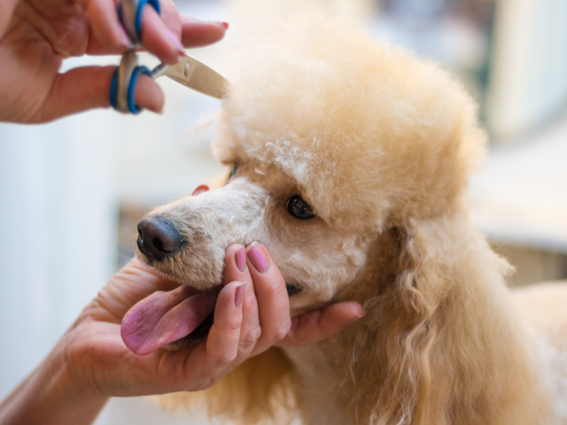 Toy poodle 2024 bad breath