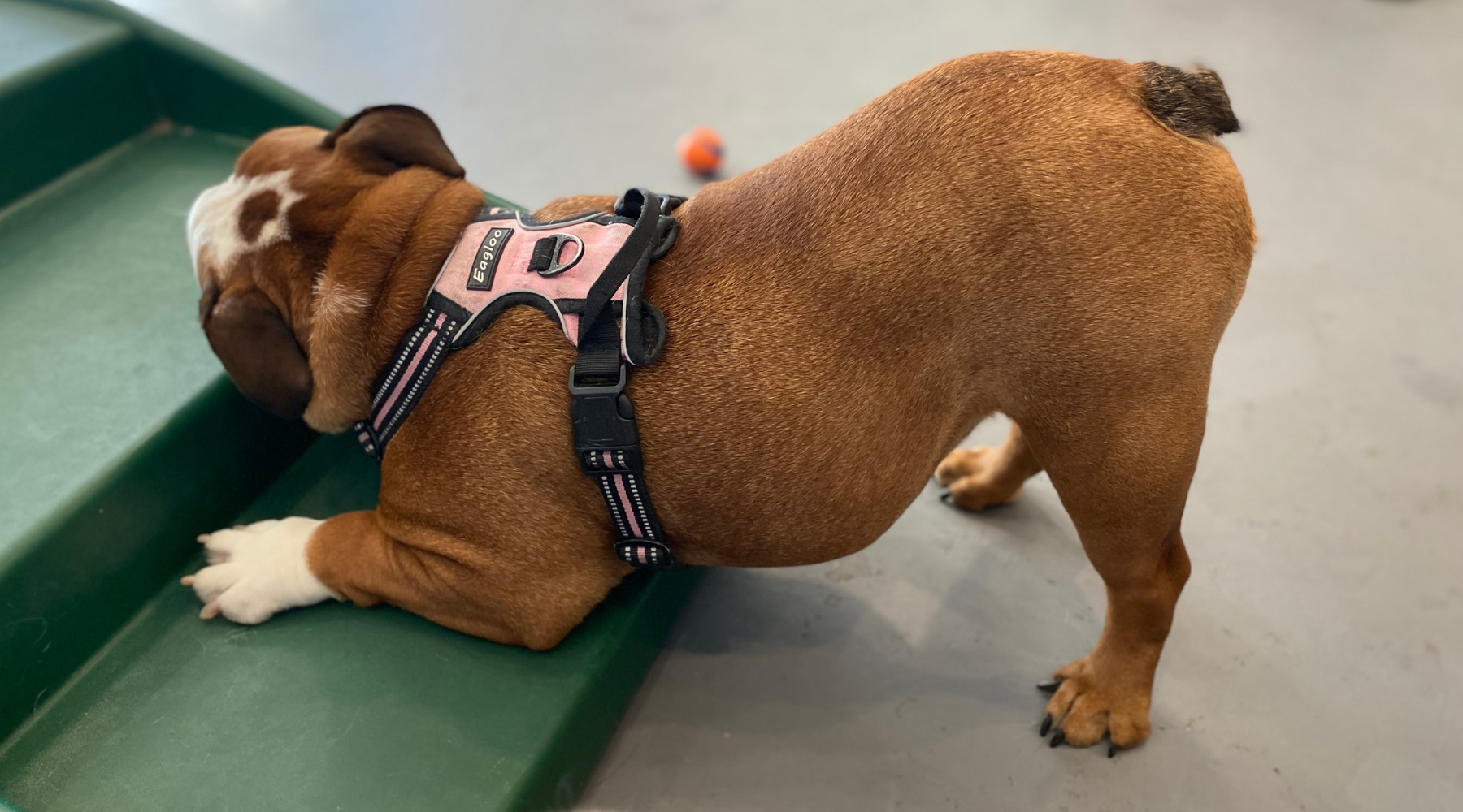 Dog itchy top bum remedy