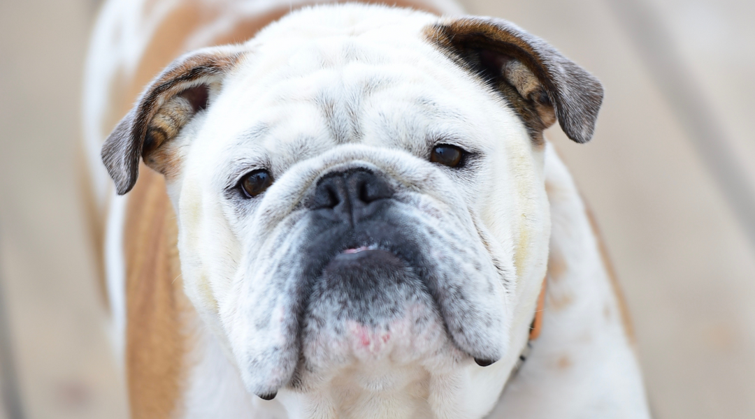 English bulldog displaying wrinkles