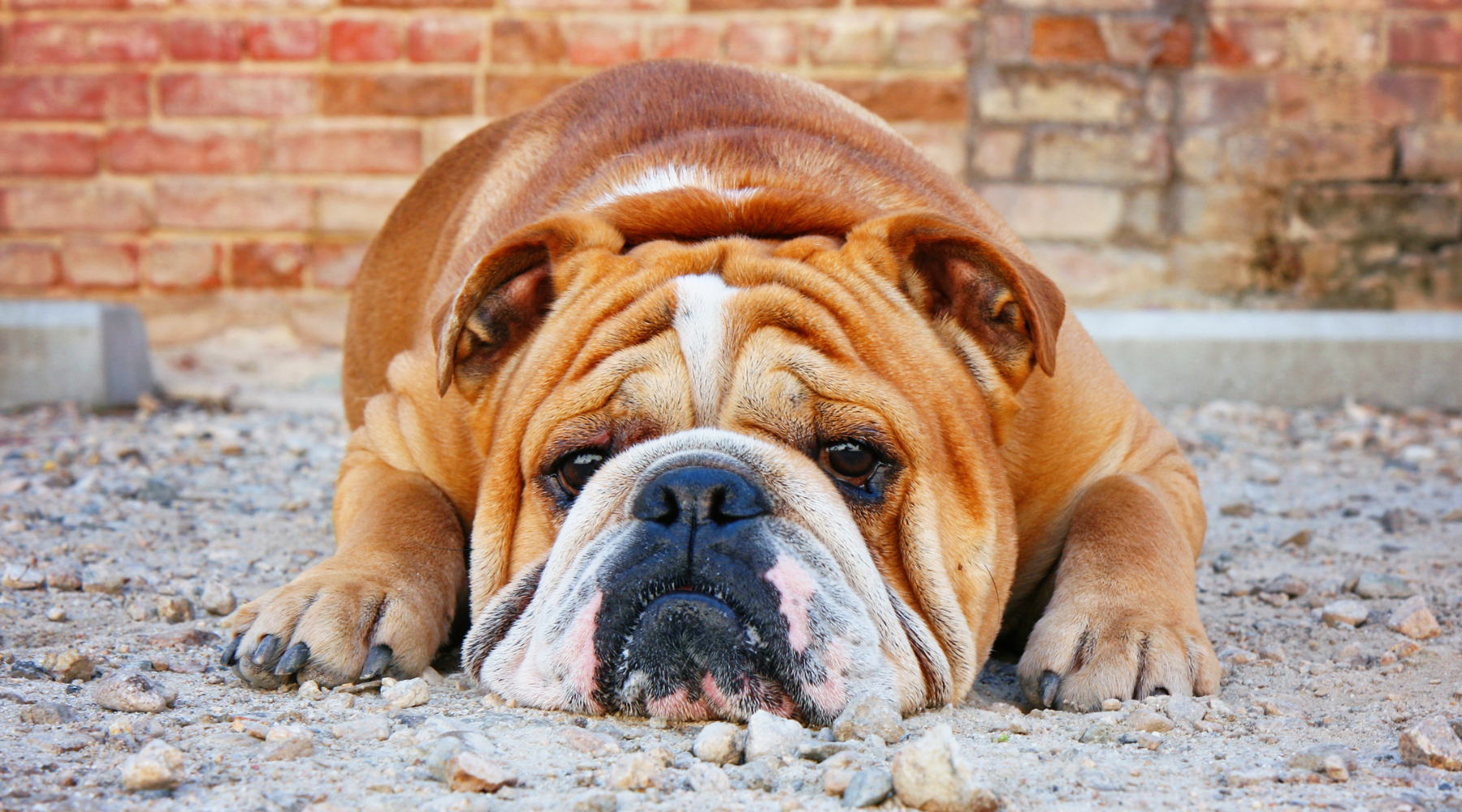 English bulldog shop shampoo