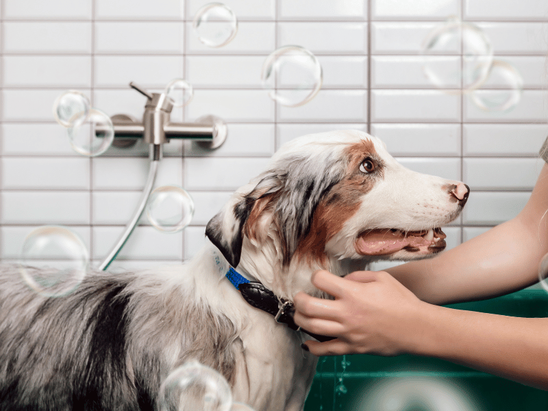 Australian shepherd bath grooming