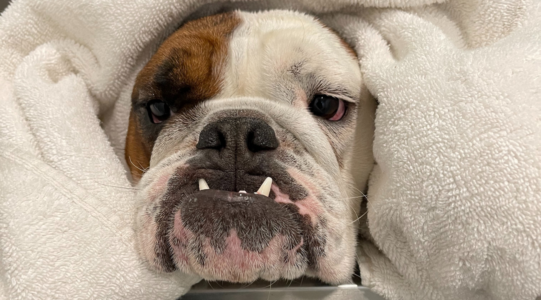 Bulldog wrapped in towel