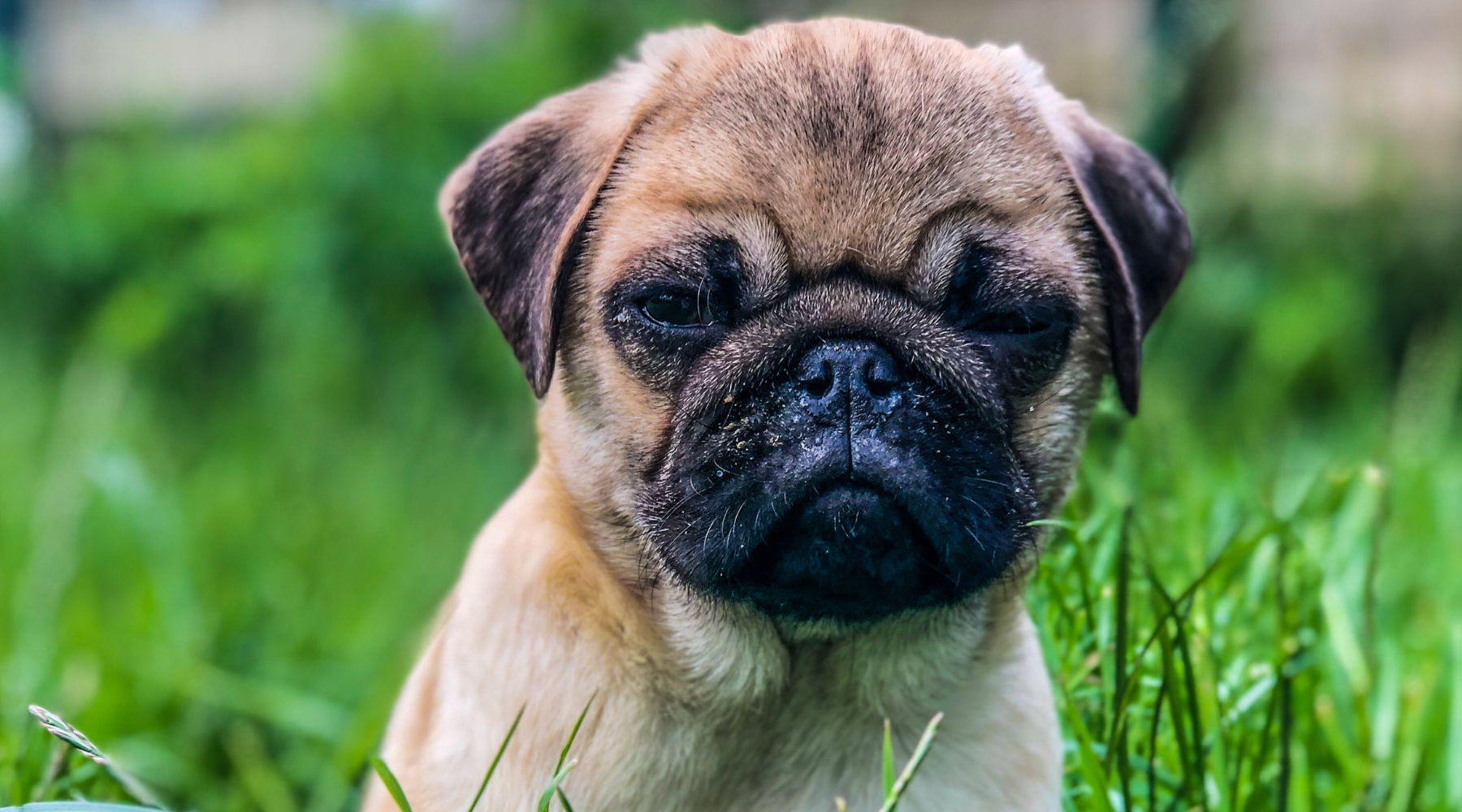 Pug skin infection outlet treatment