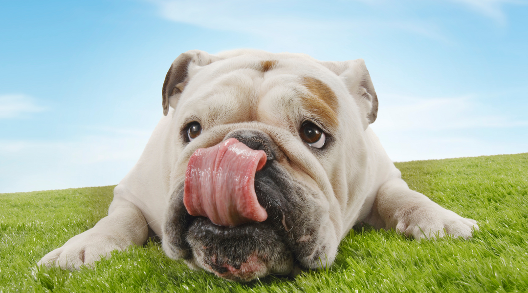 English bulldog lying in grass posing