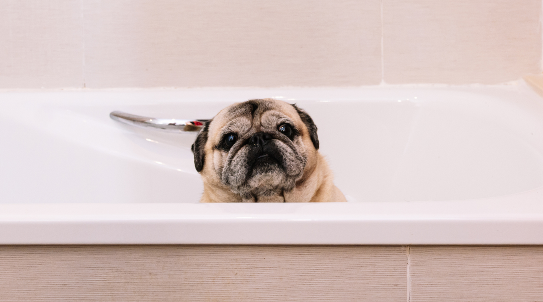 Pug getting bathed