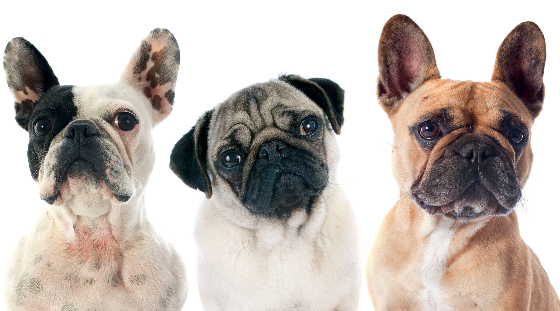 Brachycephalic pug 2024