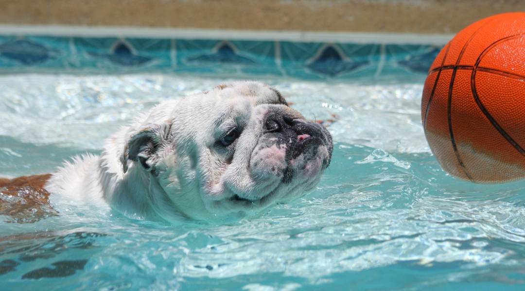 Bulldog swimming in pool 