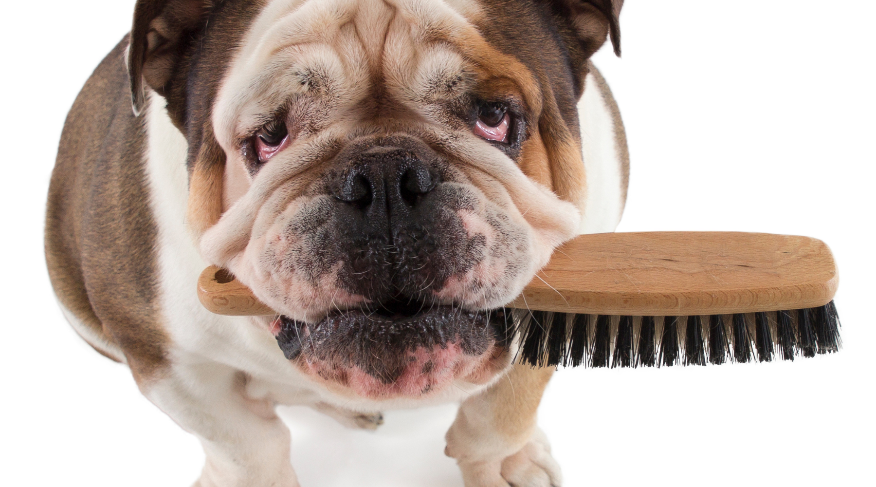 Bulldog shedding fashion brush