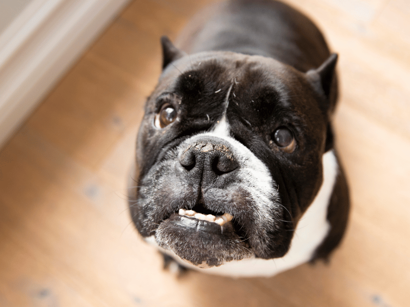 cracked hyperkeratosis bulldog nose