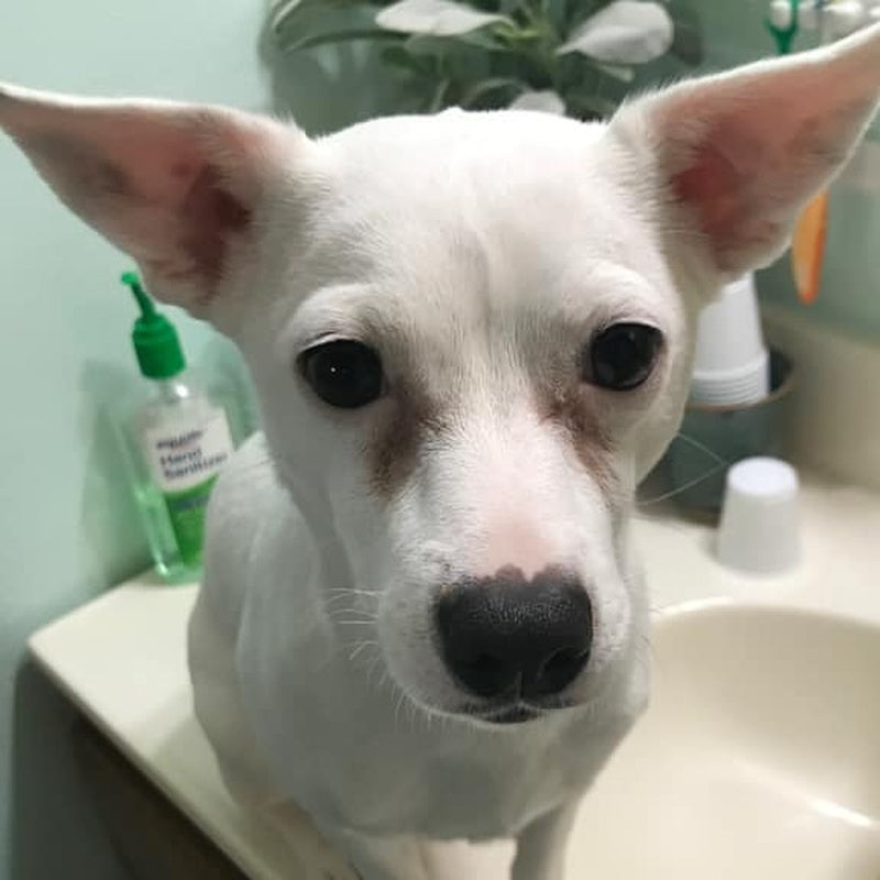 Squishface Beagle Dog Tear Stains