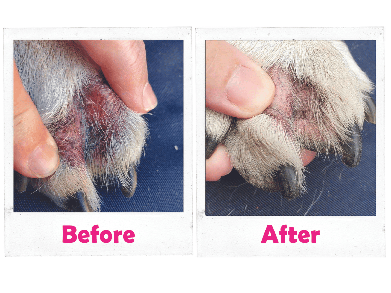 Interdigital cyst dog paw treatment hotsell