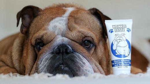 Bulldog with wrinkle paste displayed