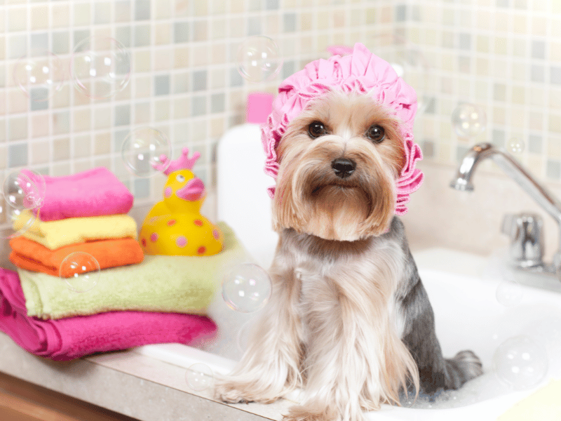 Yorkie dog being bathed in bathtub - grooming