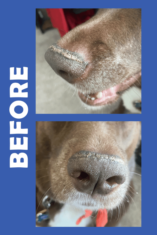 dog nasal hyperkeratosis before