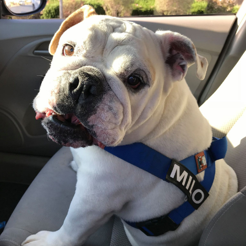 Squishface Mascot Milo