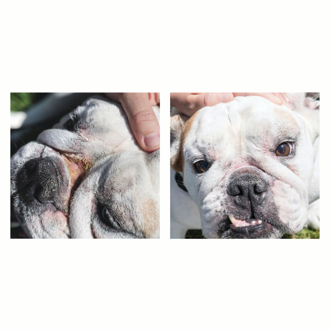 Wrinkle Wipes & Paste Bundle - Best Selling Duo Cleans & Protects Dog Wrinkles, Tear Stains and Tail Pockets!