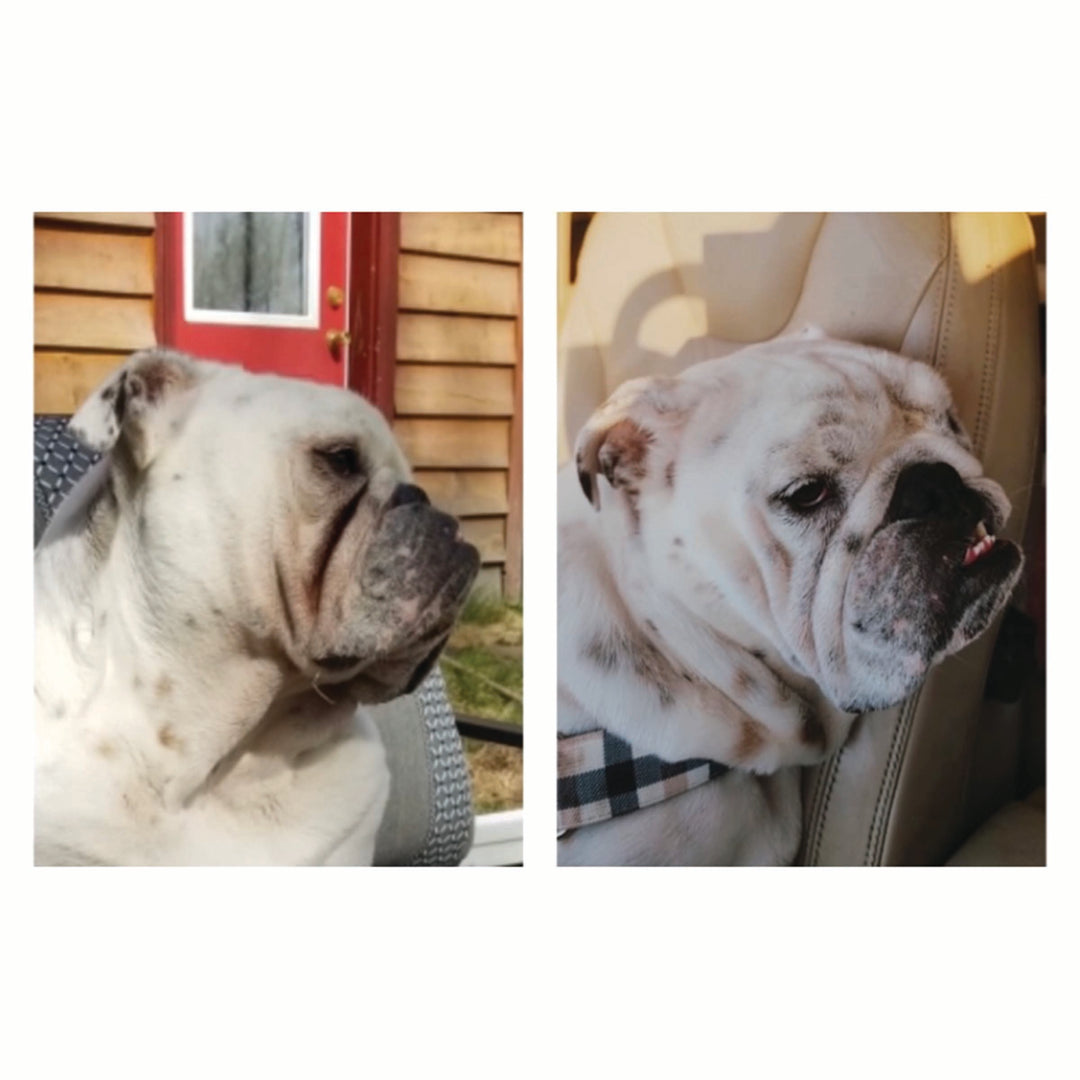 Squishface Wrinkle Wipes Dog Face Before After Pic for tear stain and irritated wrinkles best dog wrinkle wipes on the market with phytosphingosine chlorhexidine ketoconazole
