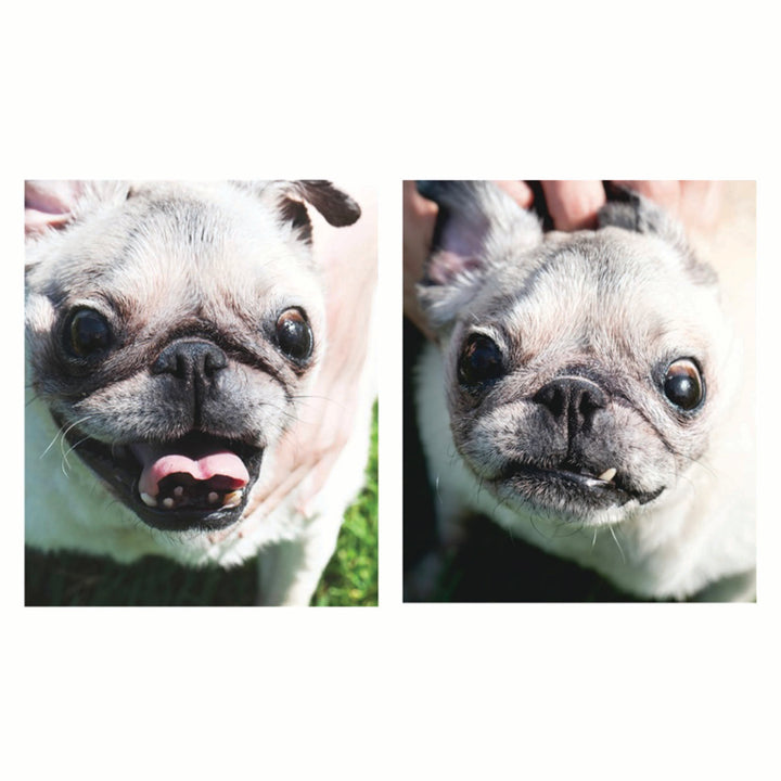Squishface Wrinkle Wipes Dog Face Before After Pic for tear stain and irritated wrinkles best dog wrinkle wipes on the market with phytosphingosine chlorhexidine ketoconazole
