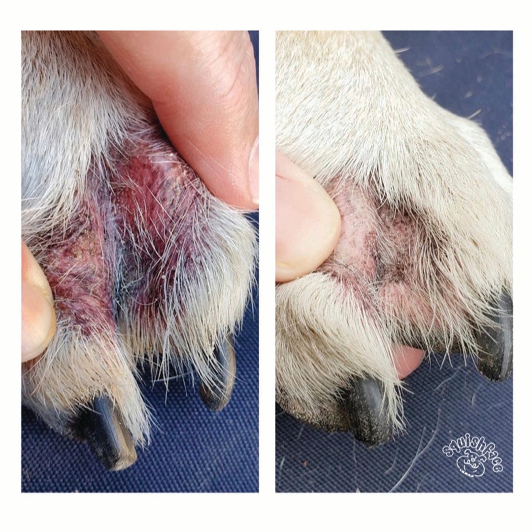 Squishface Wrinkle Paste English Bulldog Bully Paw Dog Toes Wrinkle Wrinkles Tear Stain TearStains Skinfold Skin Fold Dirty Raw Red Irritated Yeast Infected Infection Before After Photo Pic Pics