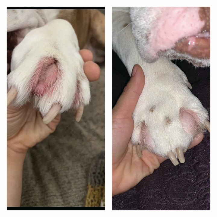 Squishface Wrinkle Paste English Bulldog Bully Nose Rope Wrinkle Wrinkles Tear Stain TearStains TearStaining Tear Staining Skinfold Skin Fold Dirty Raw Red Irritated Yeast Infected Infection Before After Photo Pic Pics
