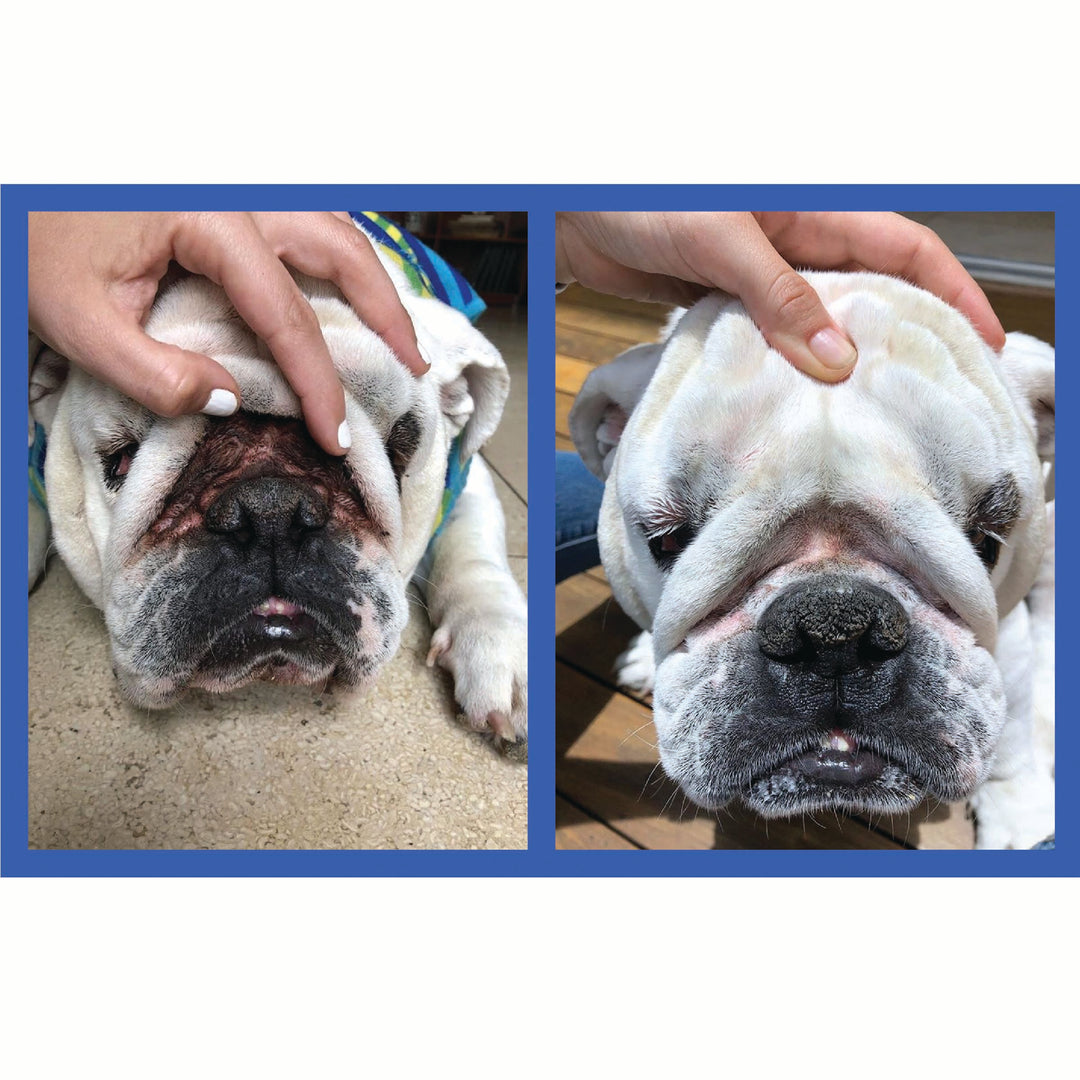 Squishface Wrinkle Paste English Bulldog Bully Nose Rope Wrinkle Wrinkles Skinfold Skin Fold Dirty Raw Red Irritated Yeast Infected Infection Before After Photo Pic Pics