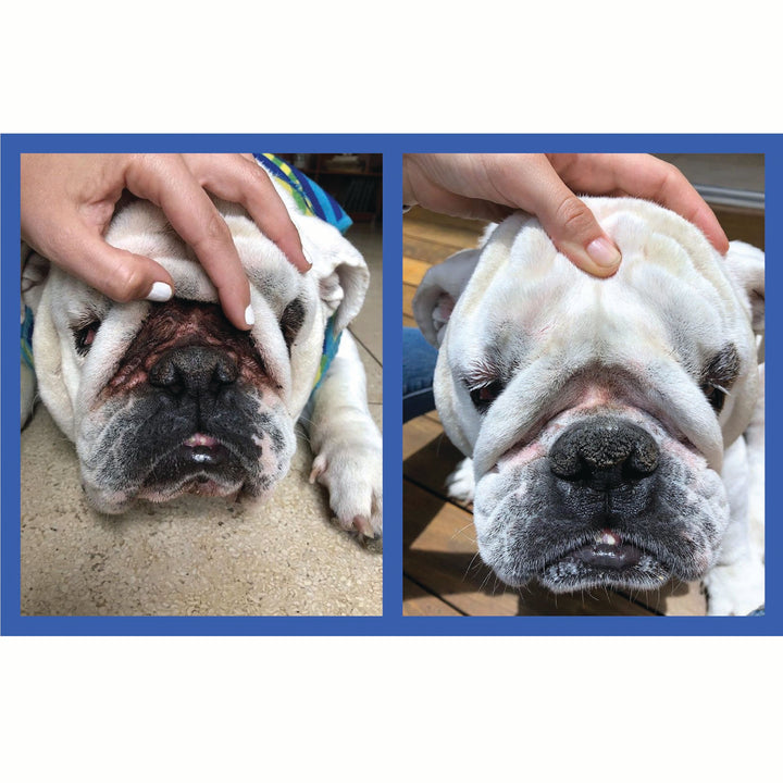 Squishface Wrinkle Paste English Bulldog Bully Nose Rope Wrinkle Wrinkles Skinfold Skin Fold Dirty Raw Red Irritated Yeast Infected Infection Before After Photo Pic Pics