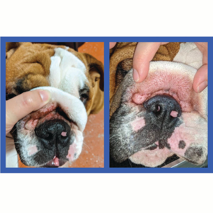 Squishface Wrinkle Paste English Bulldog Bully Nose Rope Wrinkle Wrinkles Tear Stain TearStains TearStaining Tear Staining Skinfold Skin Fold Dirty Raw Red Irritated Yeast Infected Infection Before After Photo Pic Pics