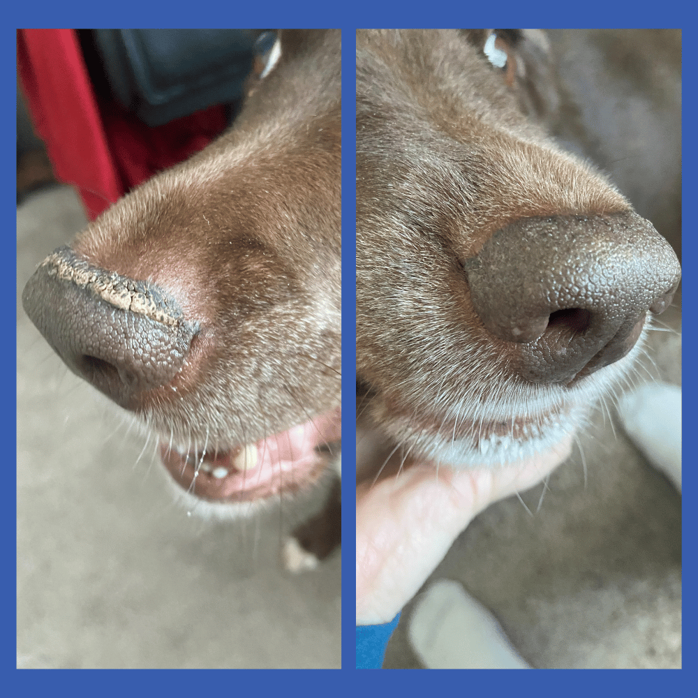 Dog nasal hyperkeratosis before and after pic