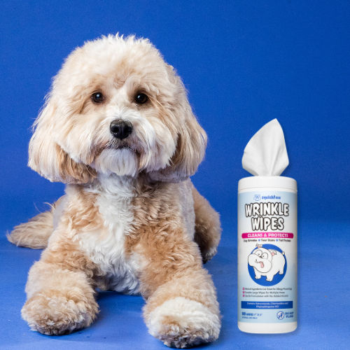 cavapoo dog with wrinkle wipes for dog tear stains and yeasty paws