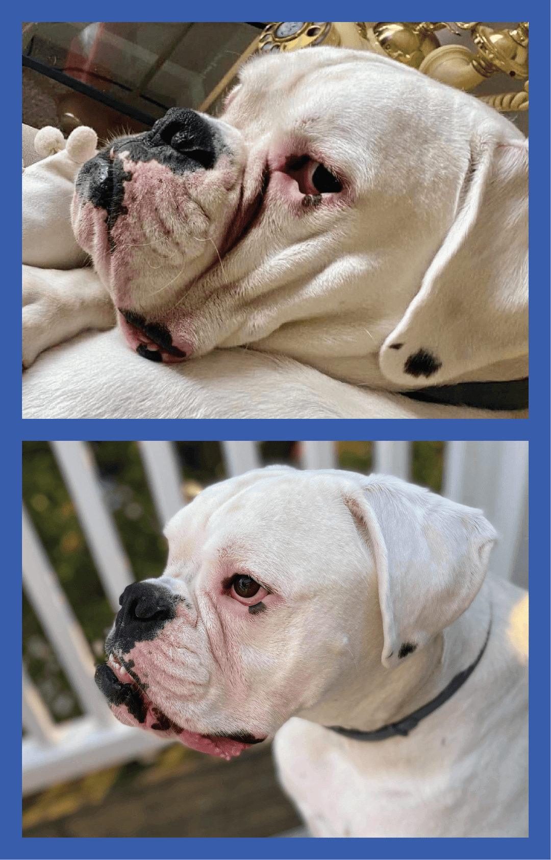 Squishface Wrinkle Paste Boxer Dog Tear Stain TearStains TearStaining Tear Staining Skinfold Skin Fold Pyoderma Dirty Raw Red Irritated Yeast Infected Infection Before After Photo Pic Pics