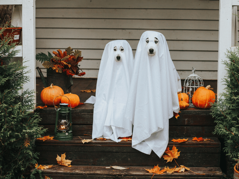 picture of two dogs in ghost halloween costumes