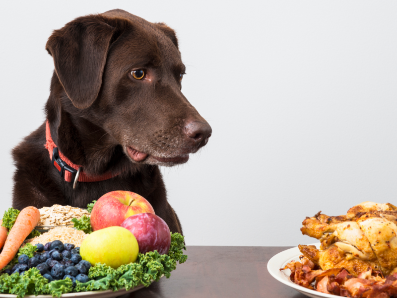 Picture of dog with fruit, looking at chicken 