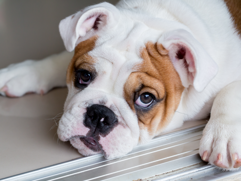 5 Tips for Ensuring a Healthy Life for Your English Bulldog