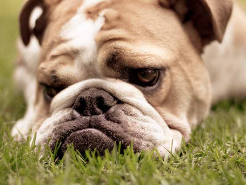Picture of sad bulldog lying in grass 