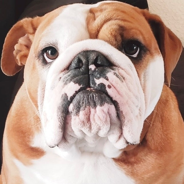Squishface English bulldog wrinkly puppy