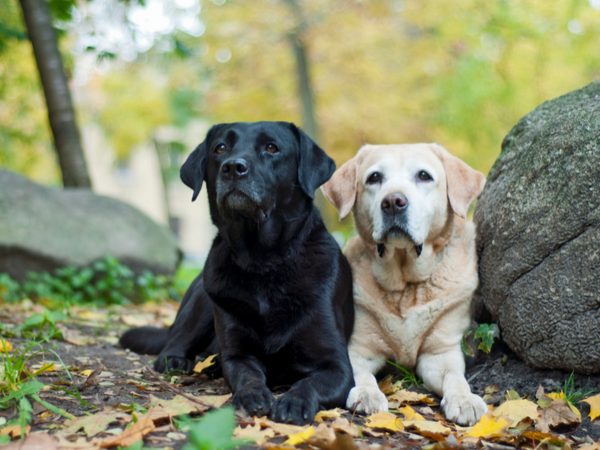 Fall Dangers and How to Keep Your Dog Safe