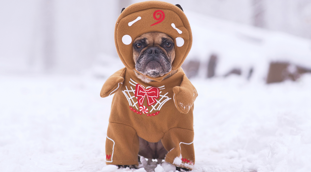 Bulldog in costume
