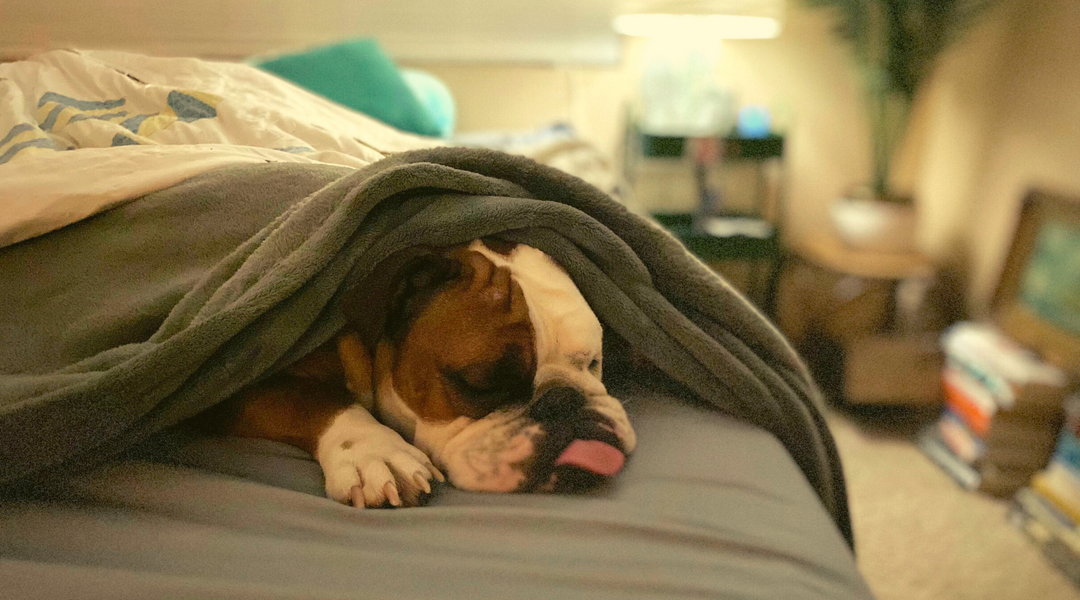 Bulldog sleeping in blanket