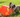 Dog playing with toy in grass