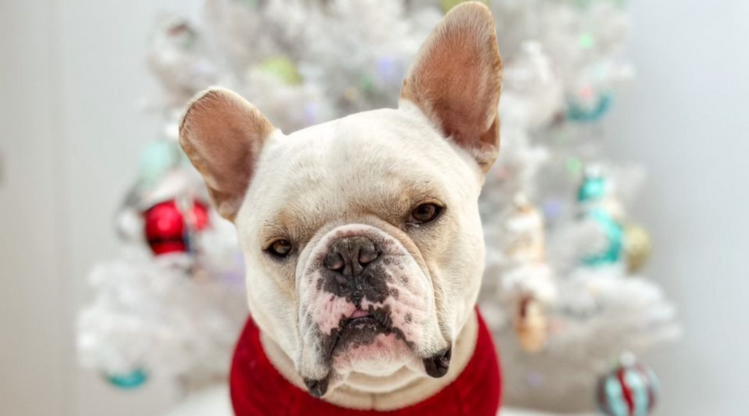 Bulldog sitting by holiday tree