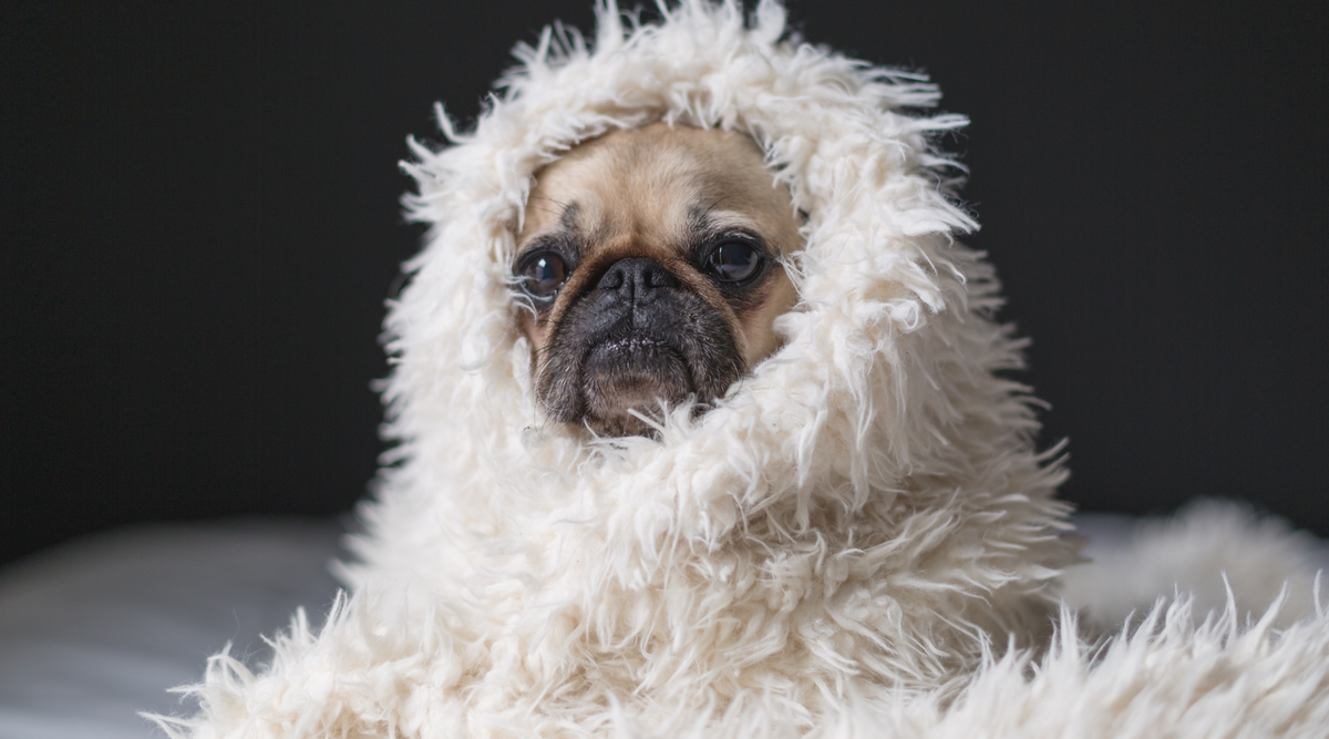 How Cold Is Too Cold for Your Wrinkly Pup? – Squishface