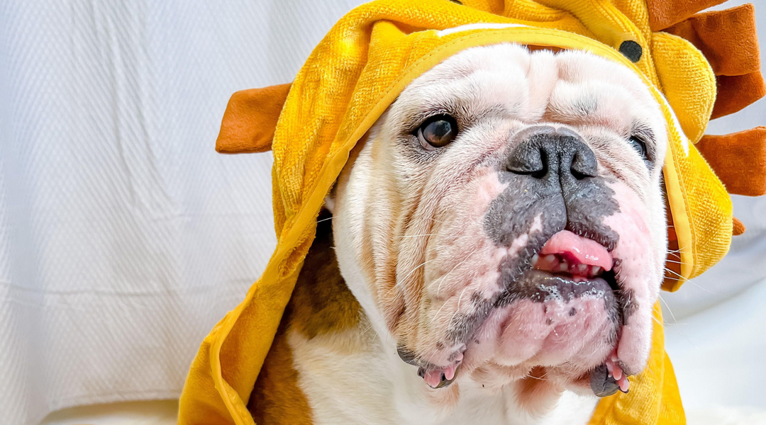 Bulldog in towel