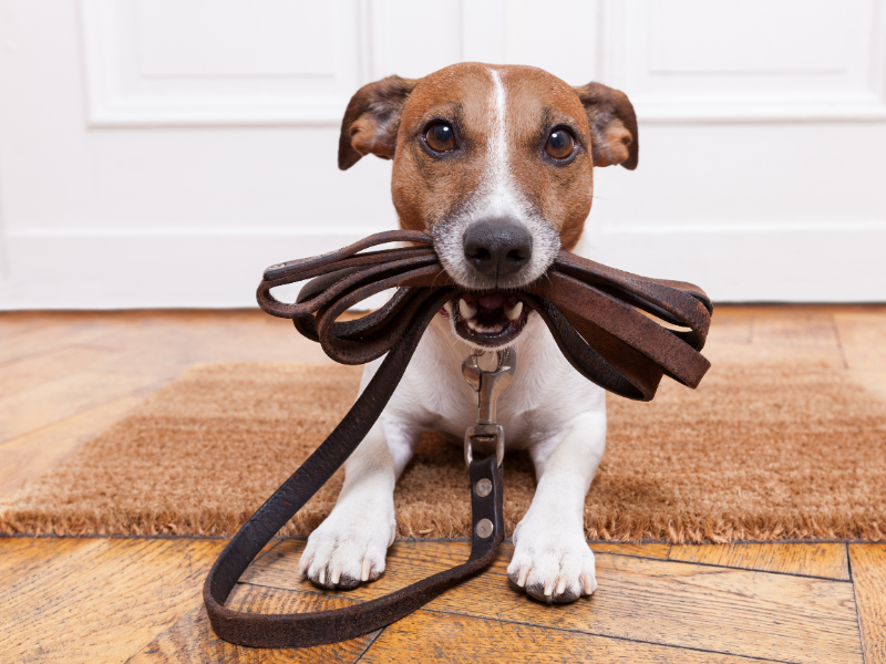 beagle dog with a leash in their mouth